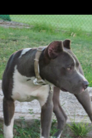 Zeron´s Pit Bull Kraus